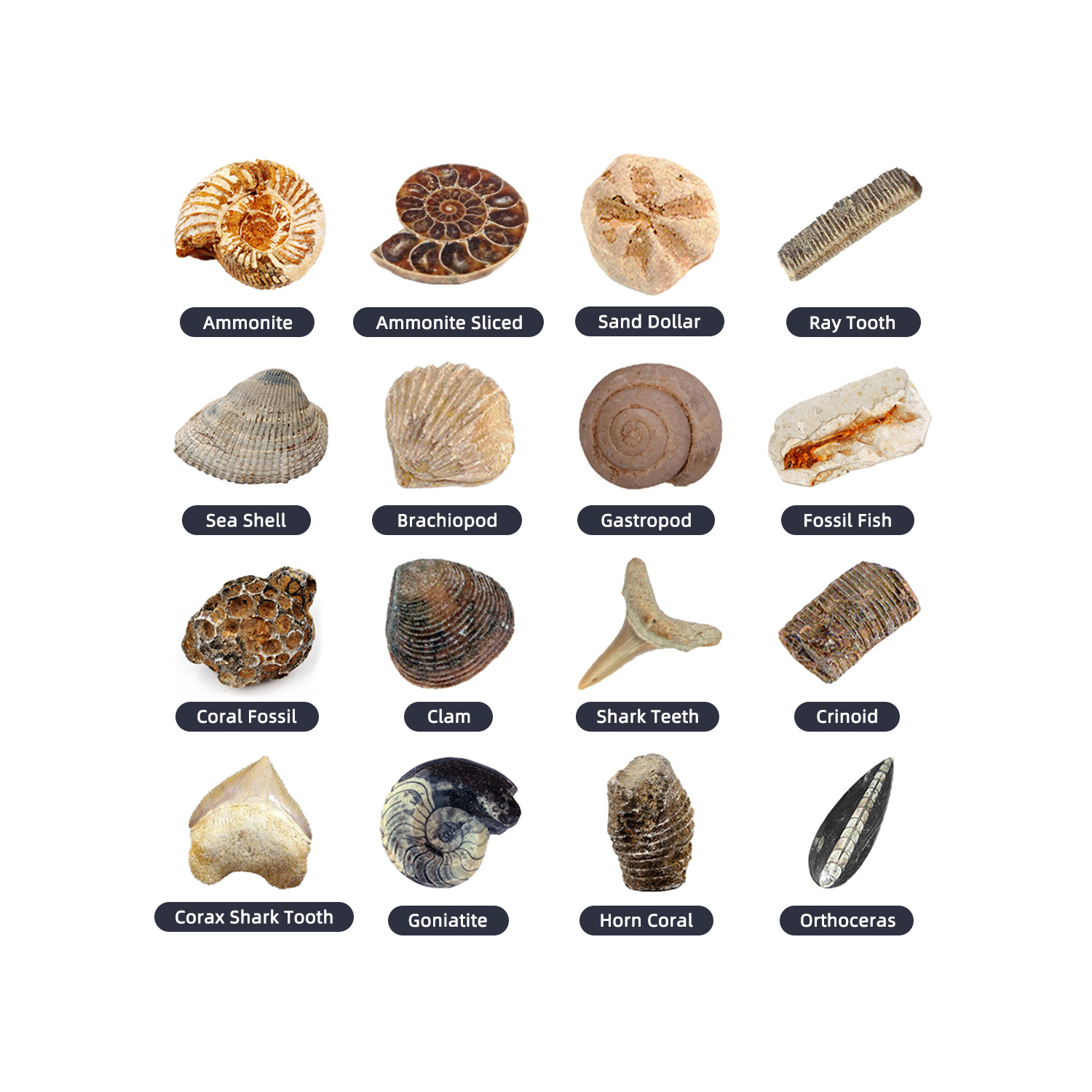 I CAN BEPALEONTOLOGIST (2)